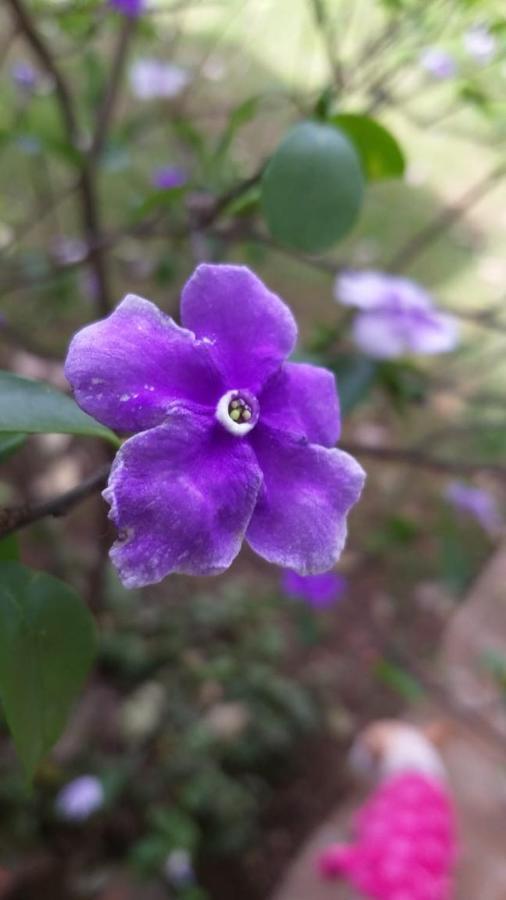 Casa Amor Tepoztlán Zewnętrze zdjęcie